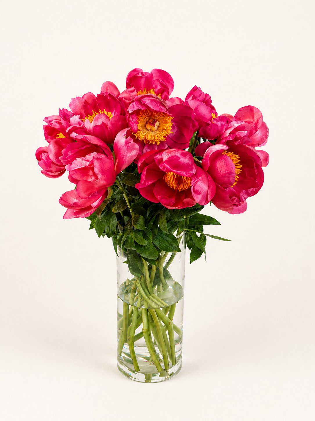 Paeonia Flame