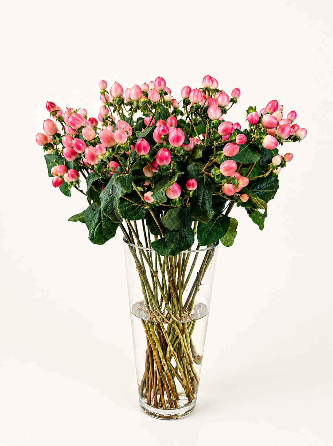 Hypericum Pink