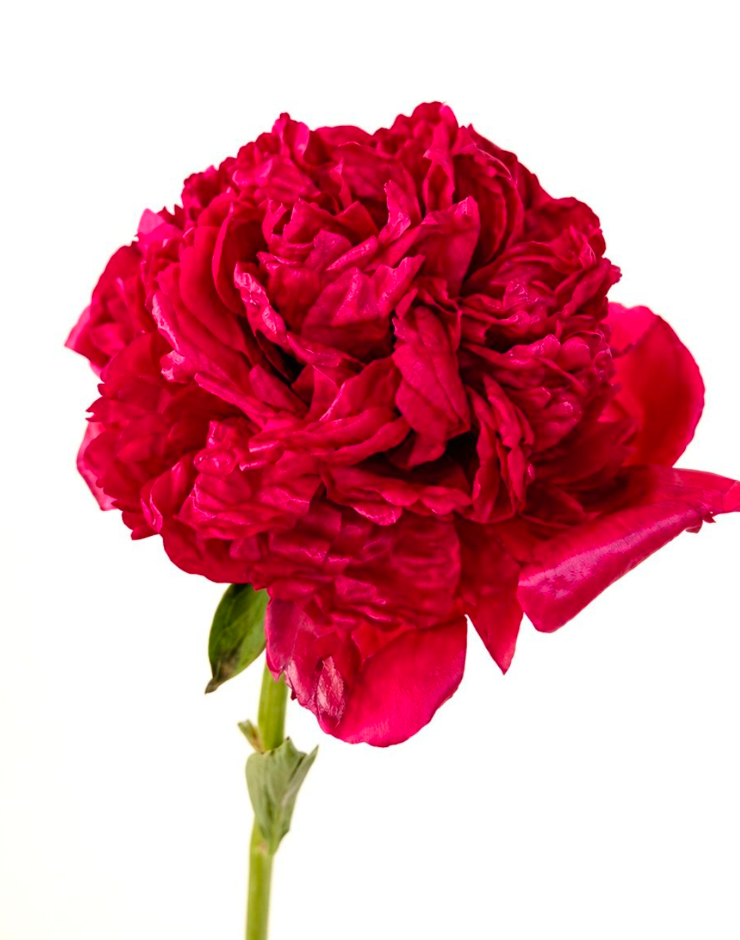 Paeonia Command Performance