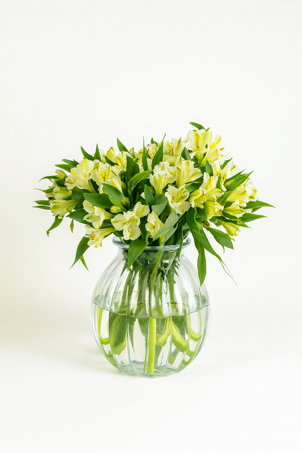 Alstroemeria White