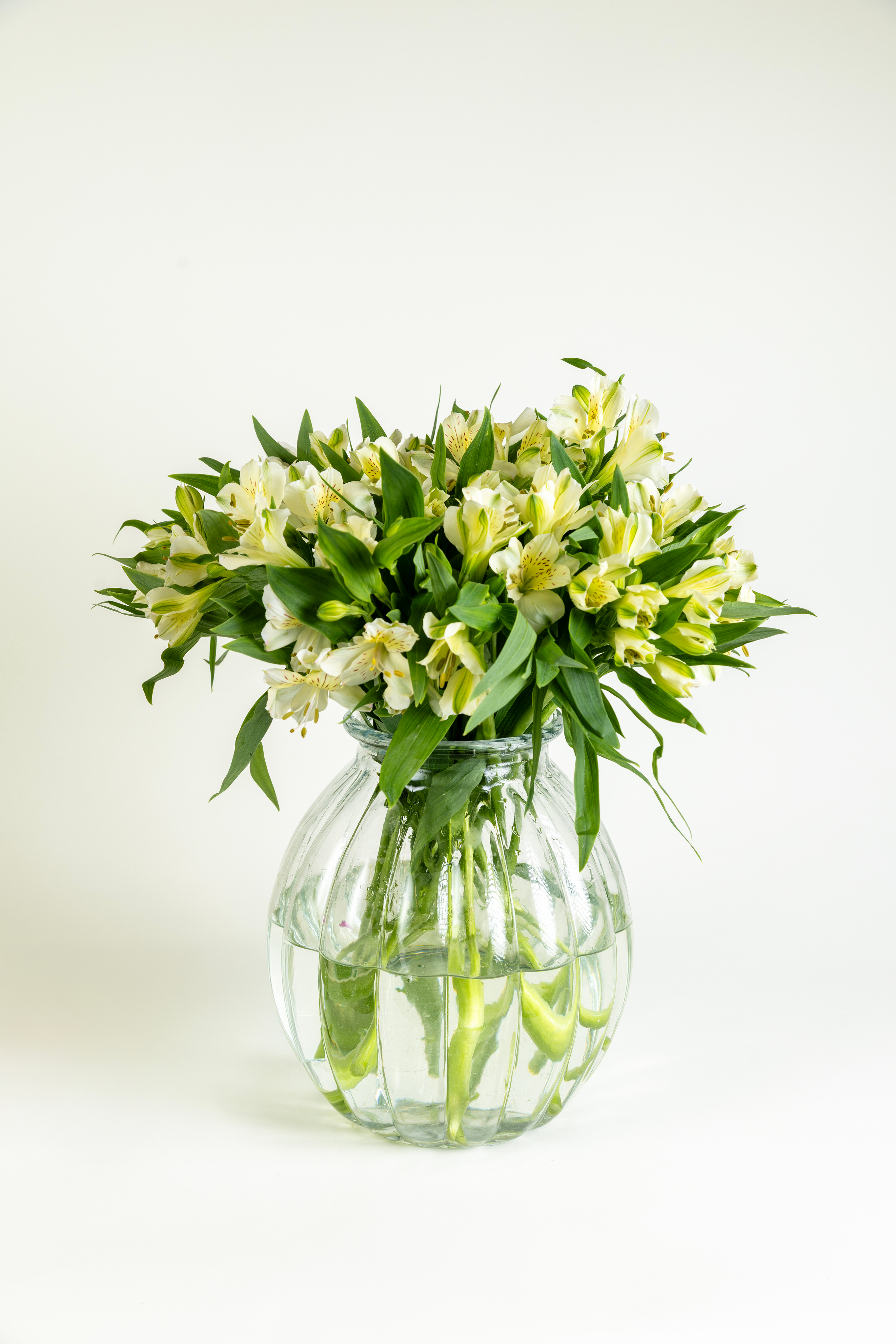 Alstroemeria White - BY THE BUNCH