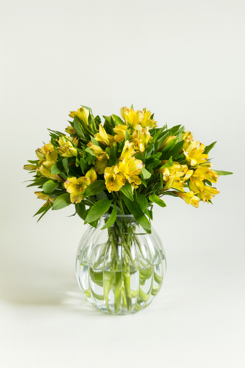 Alstroemeria Yellow Babe
