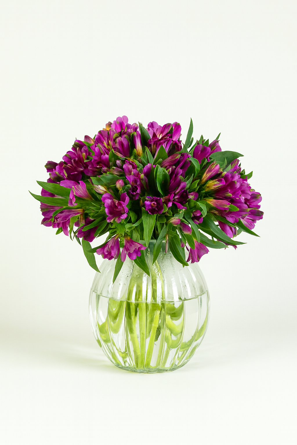 Alstroemeria Purple