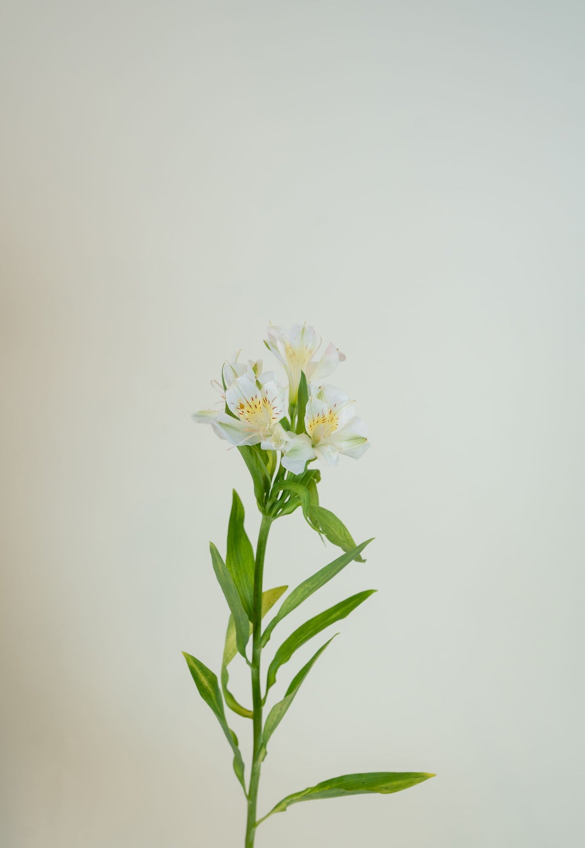 Alstroemeria White