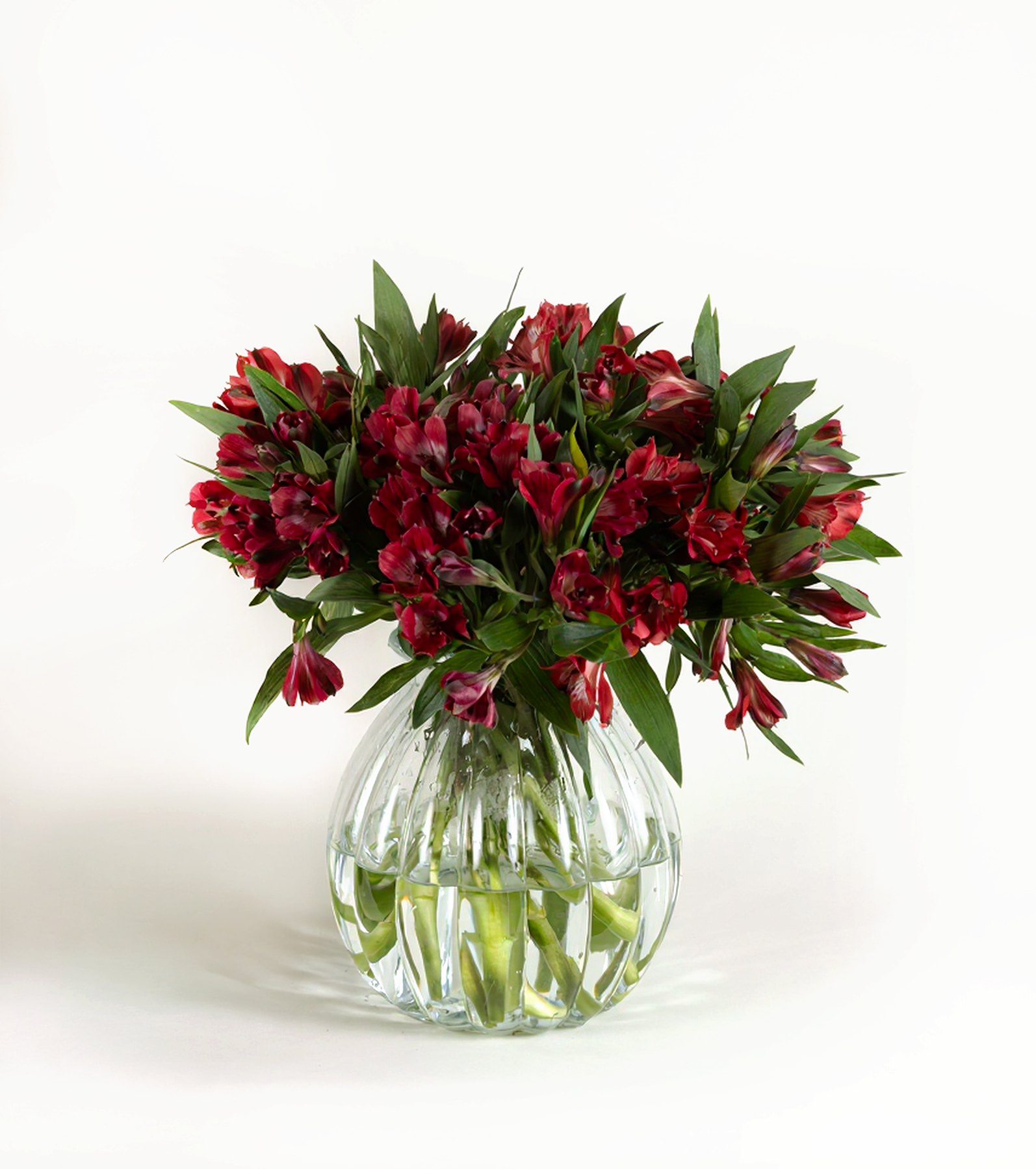 Alstroemeria Red