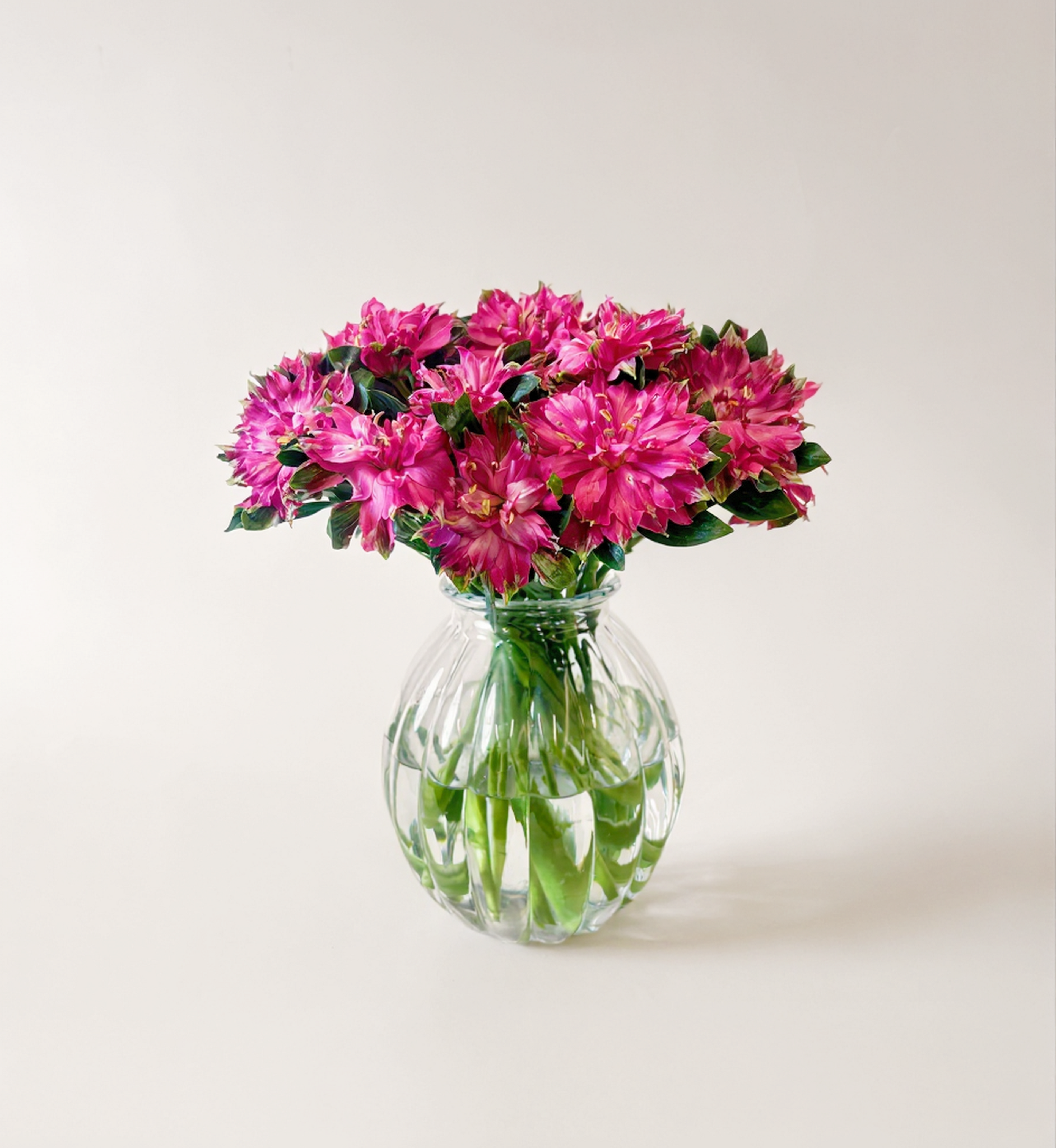 Alstroemeria Sofiena