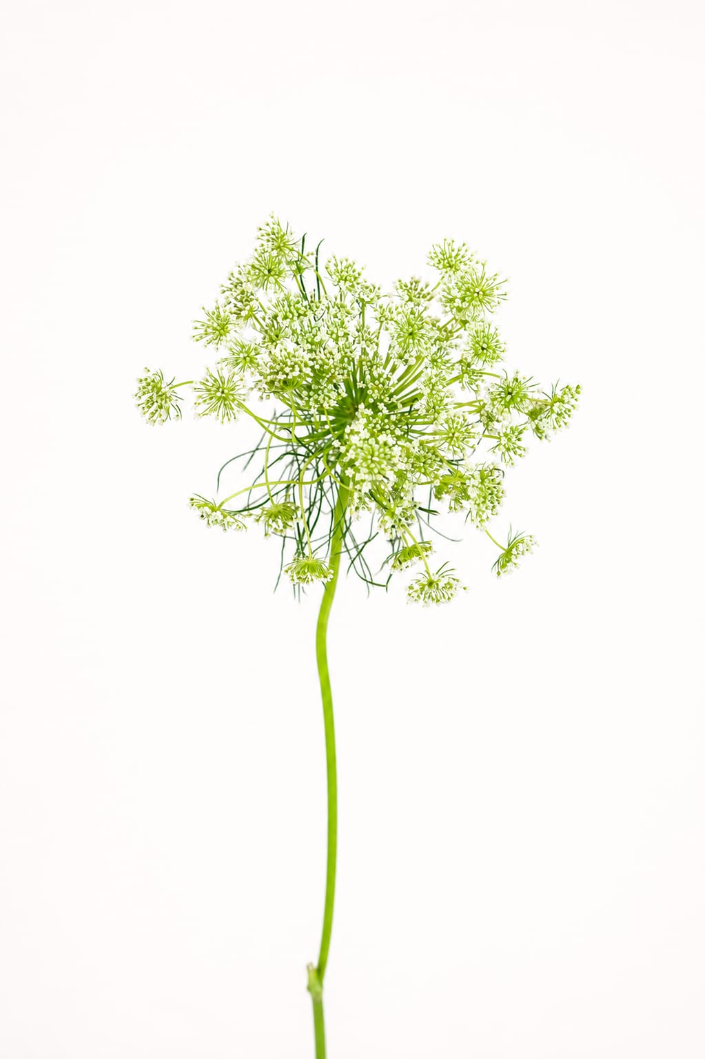 Ammi Visnaga