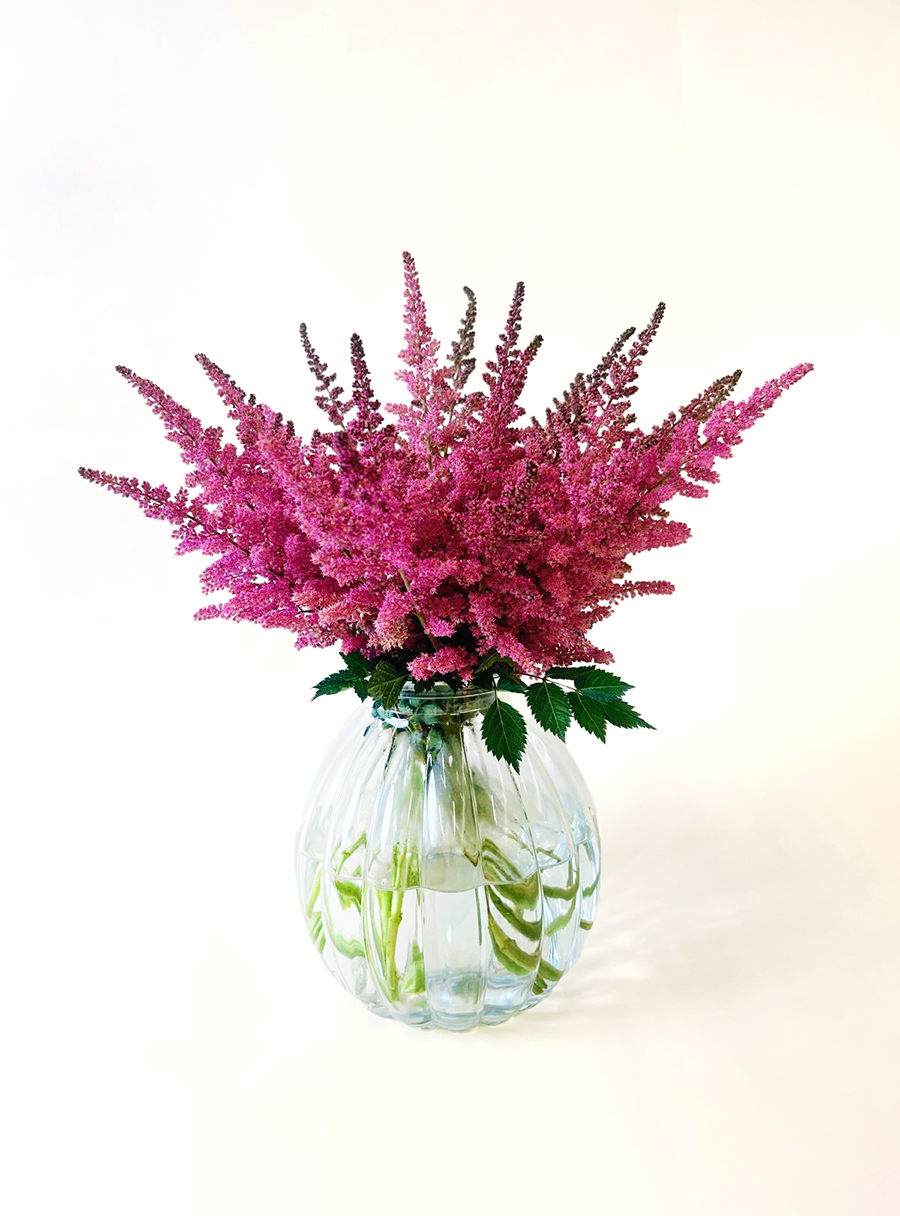 Astilbe Vision Pink
