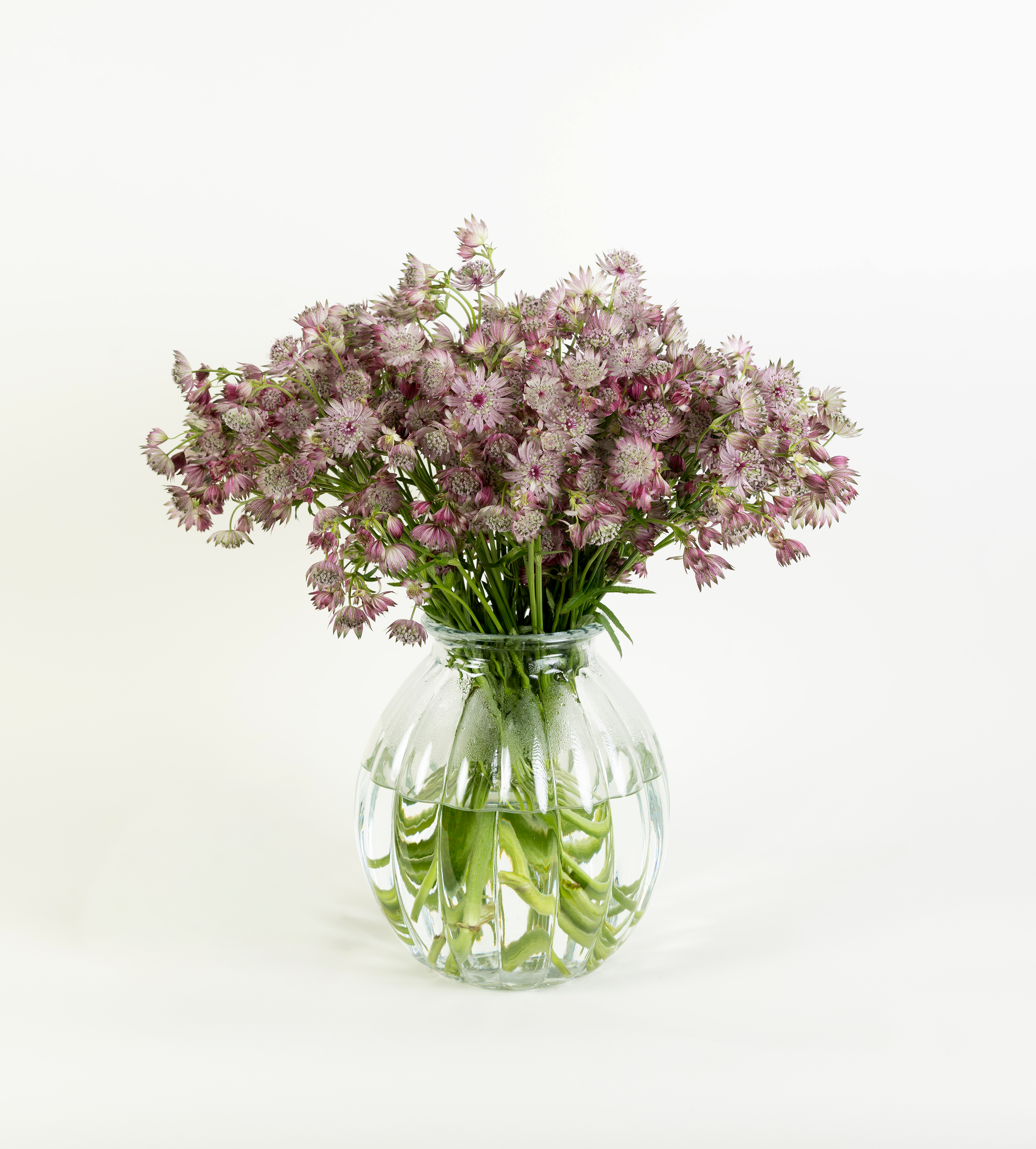 Astrantia Billion Star Pink