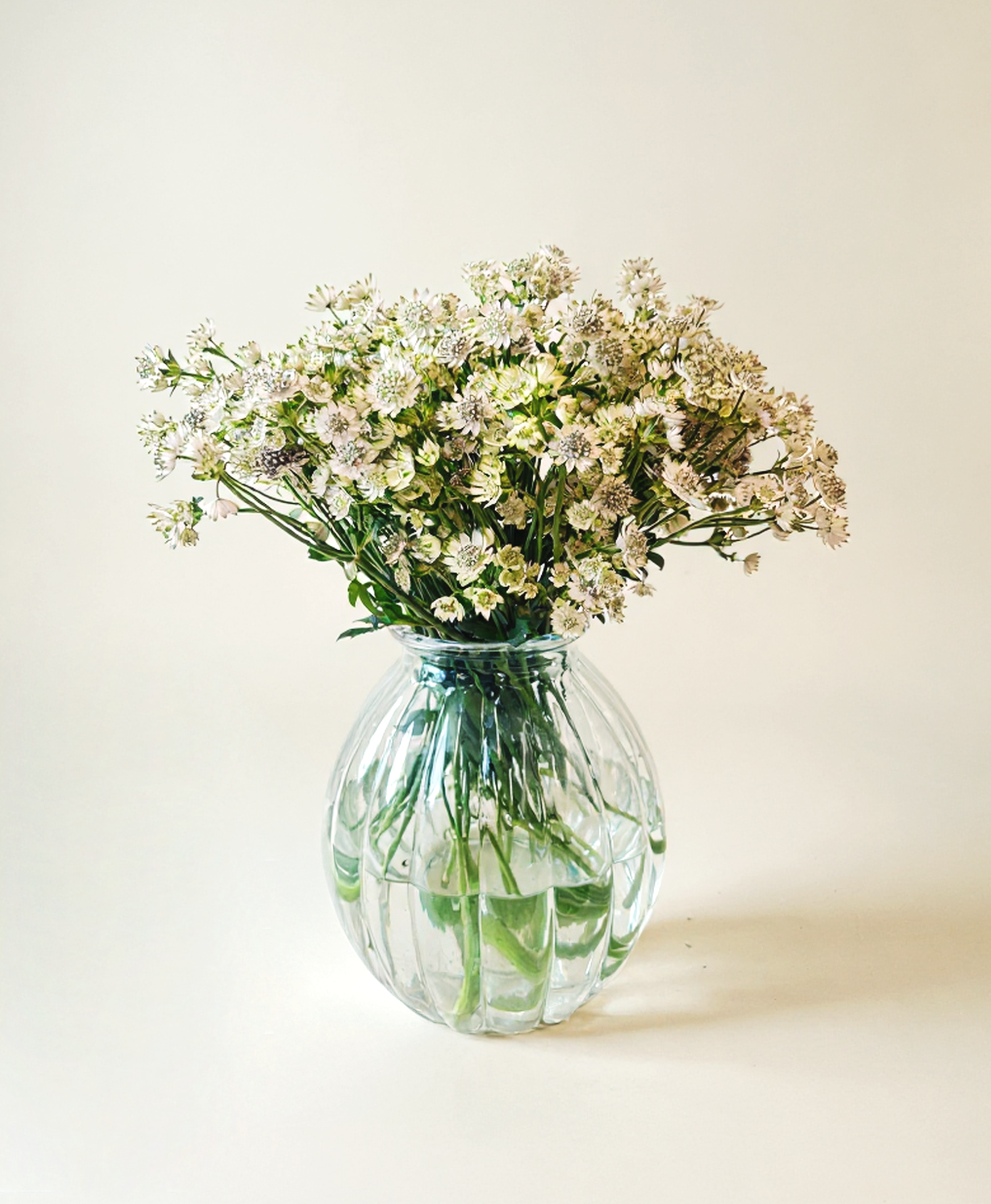 Astrantia Billion Star White