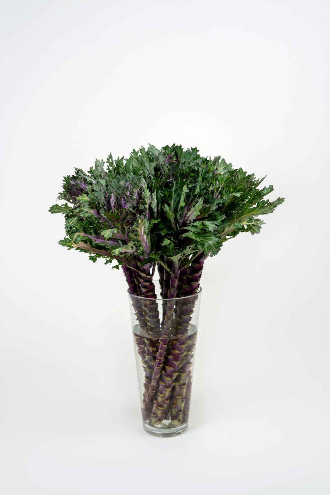 Brassica Crane Queen