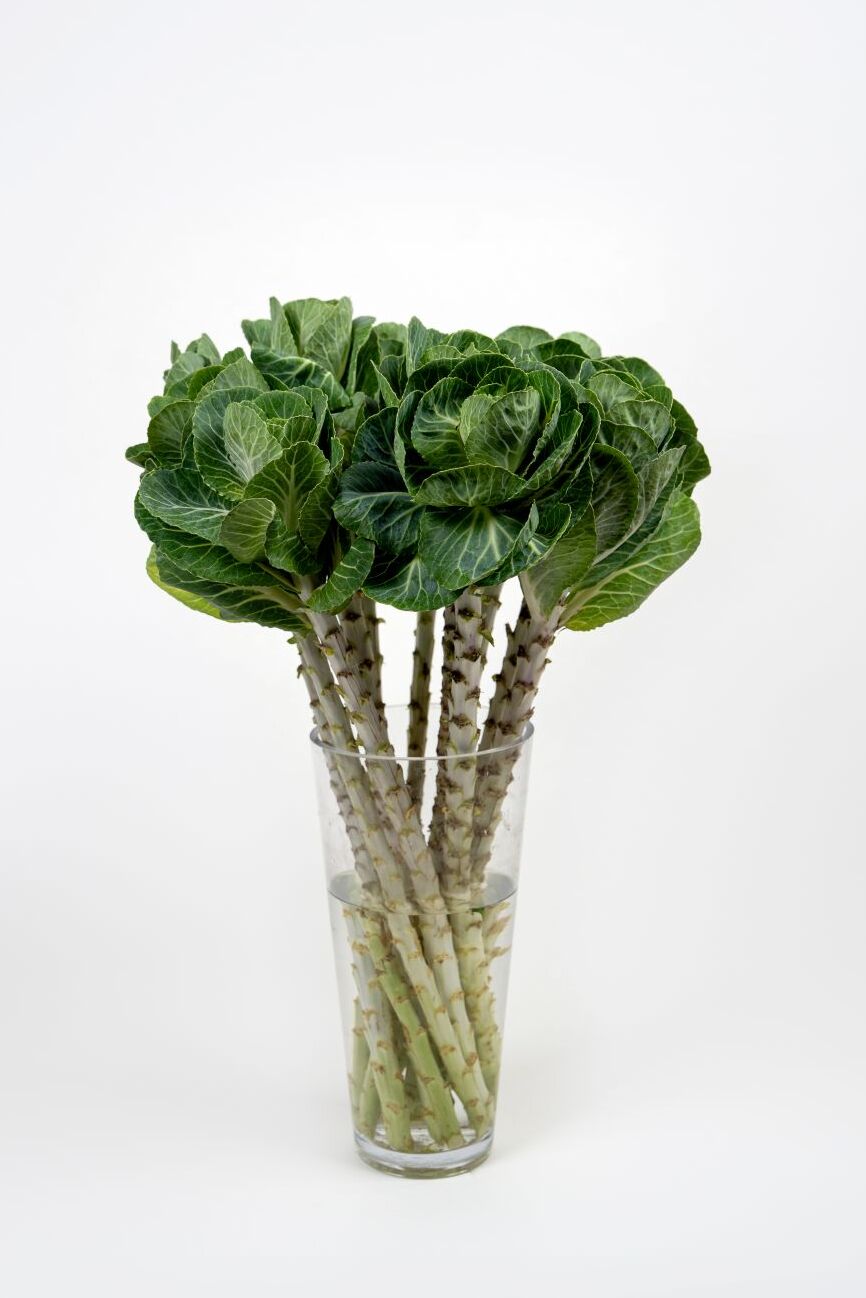 Brassica White Crane