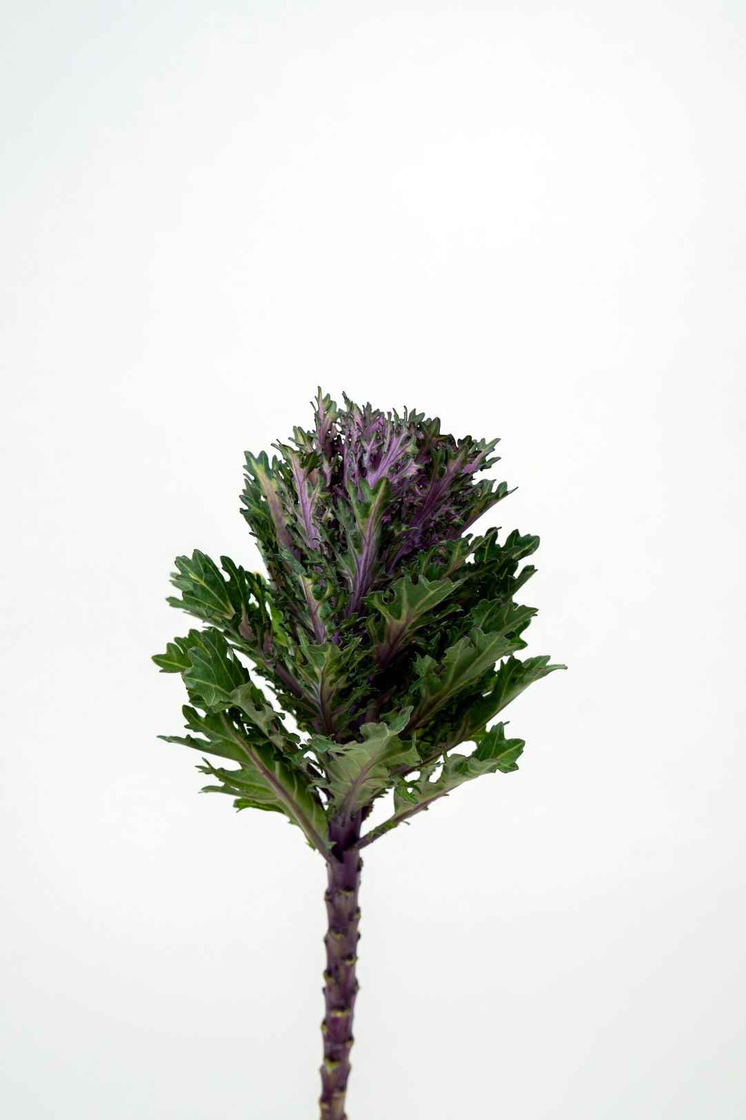Brassica Crane Queen
