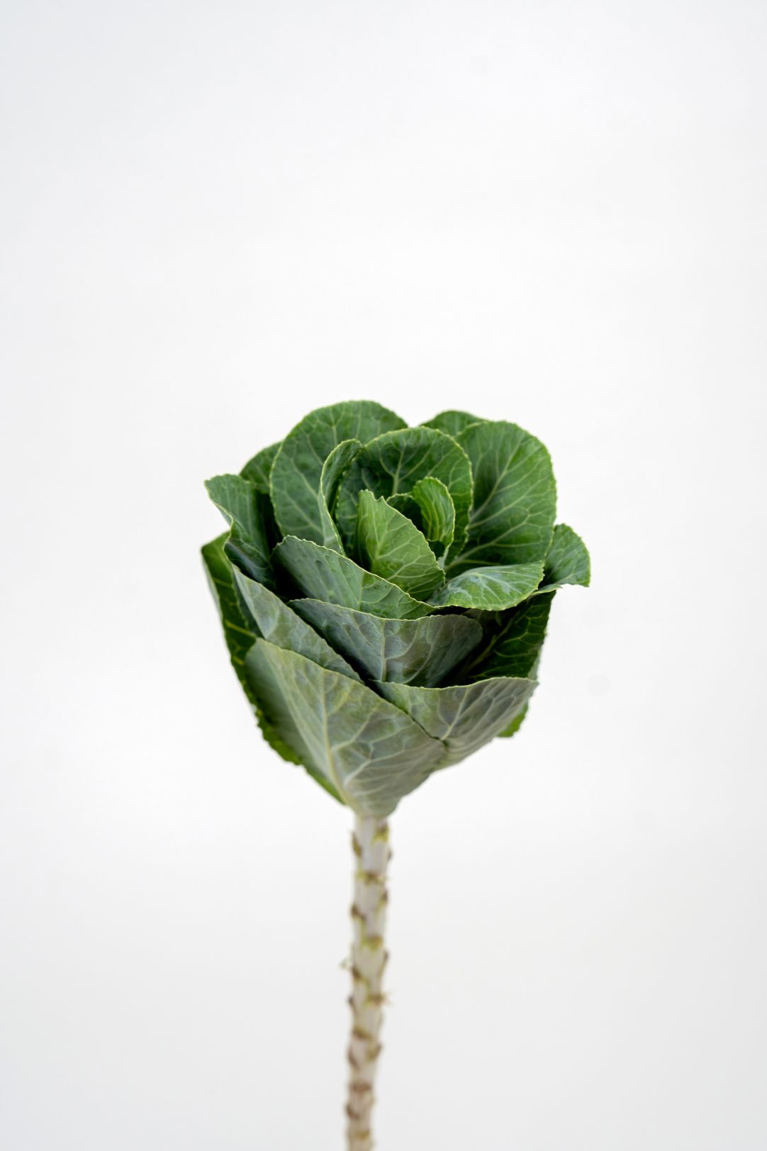 Brassica White Crane