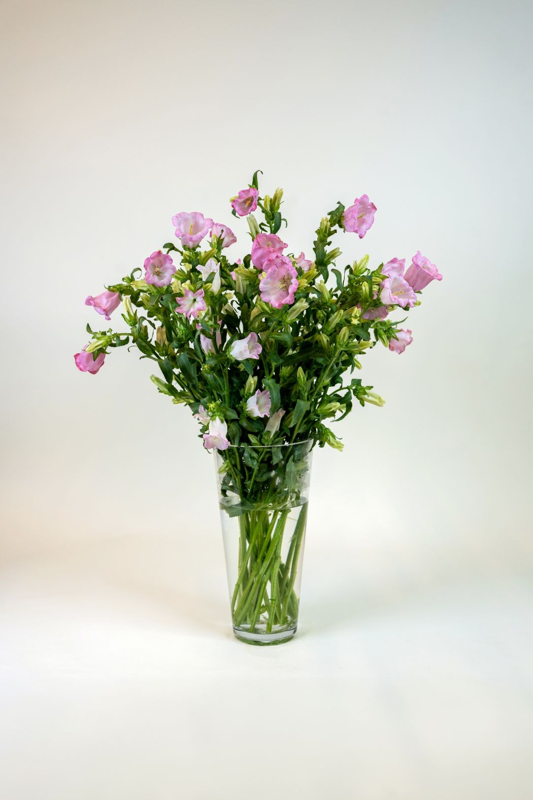 Campanula Pink