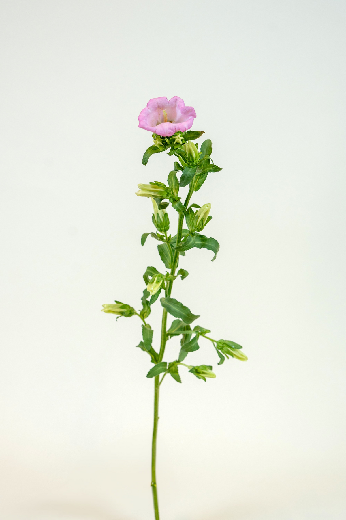 Campanula Pink