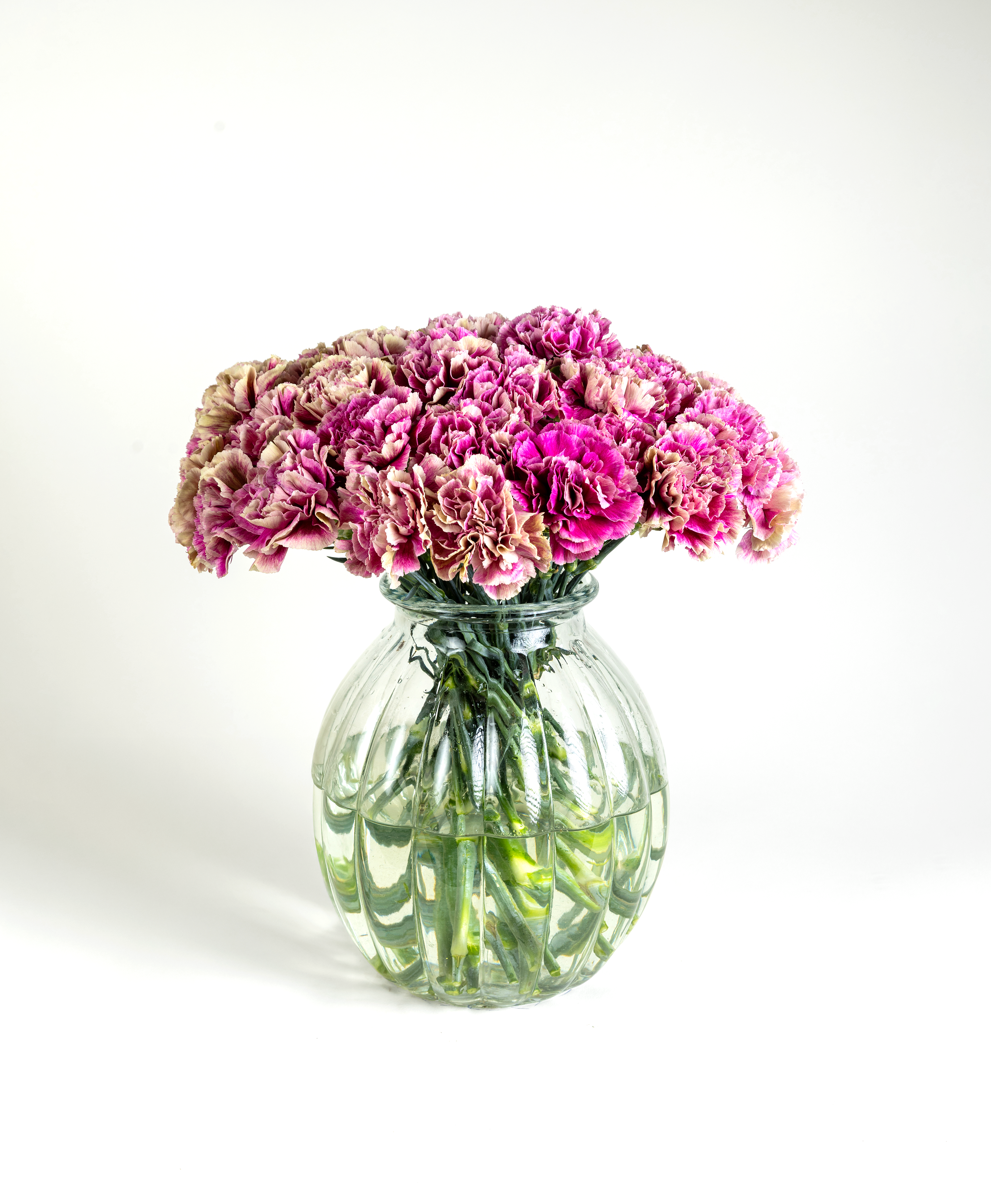 Carnation Bi-Colour Antigua