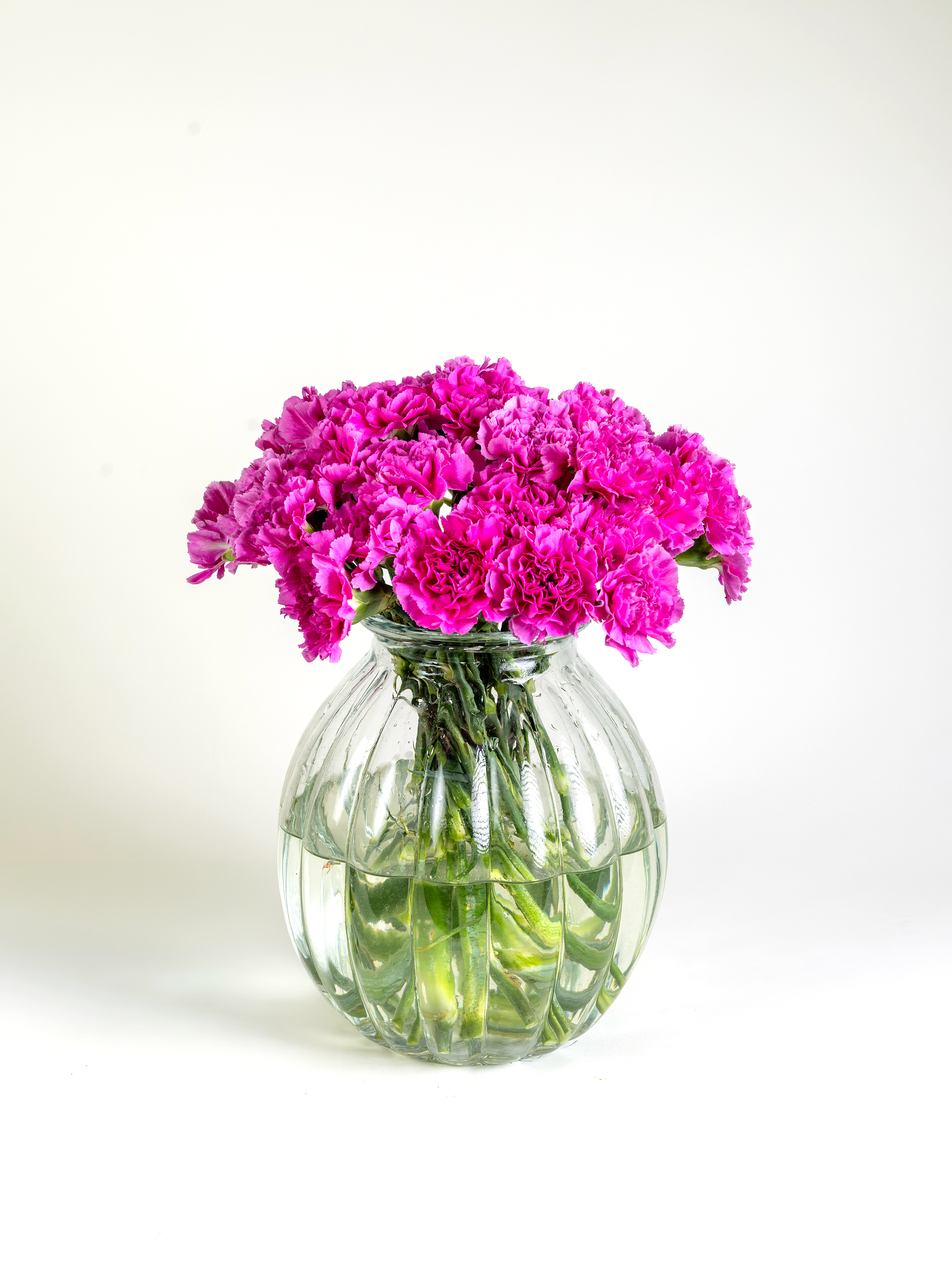 Carnation Pink Farida