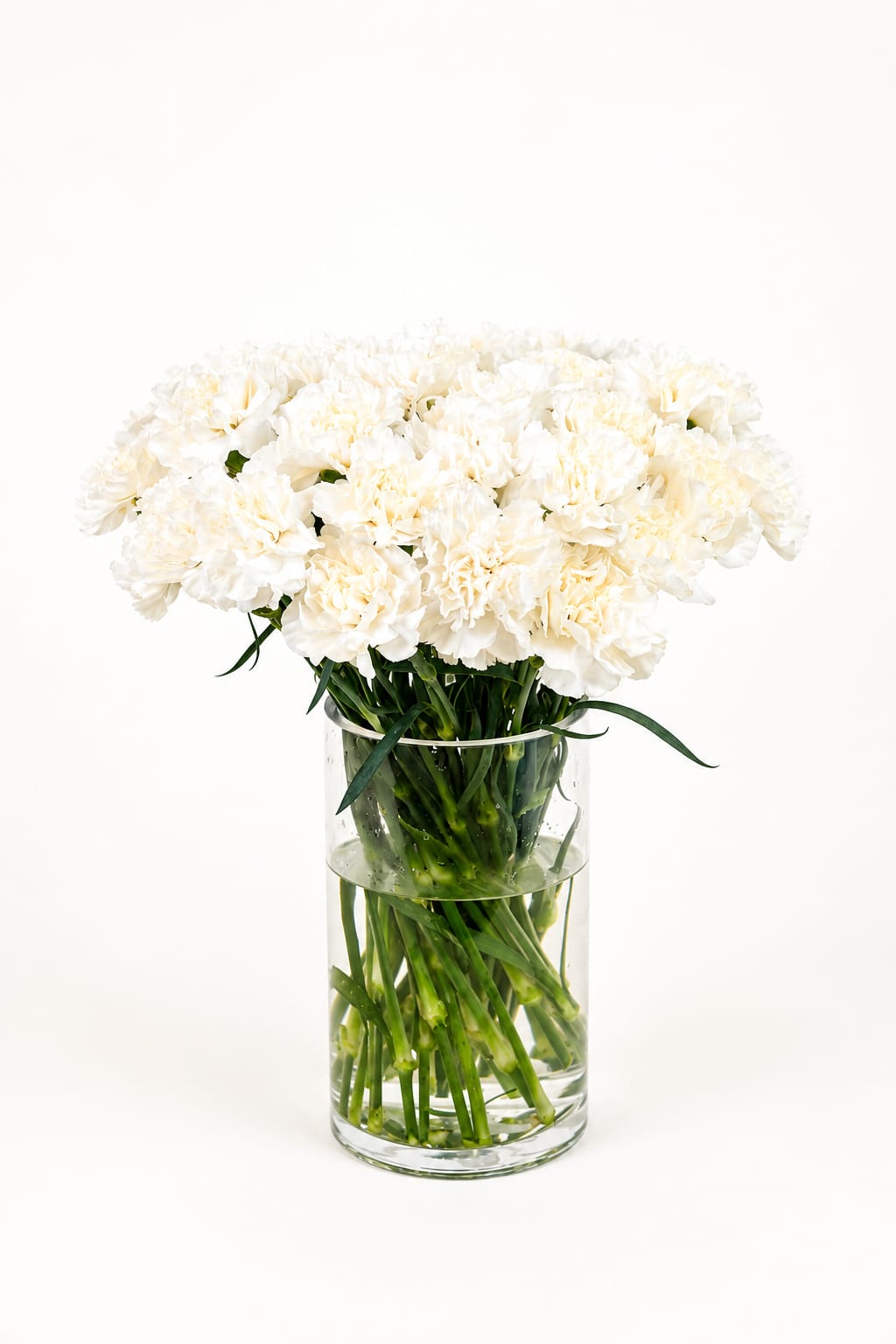 Carnation Montblanc White