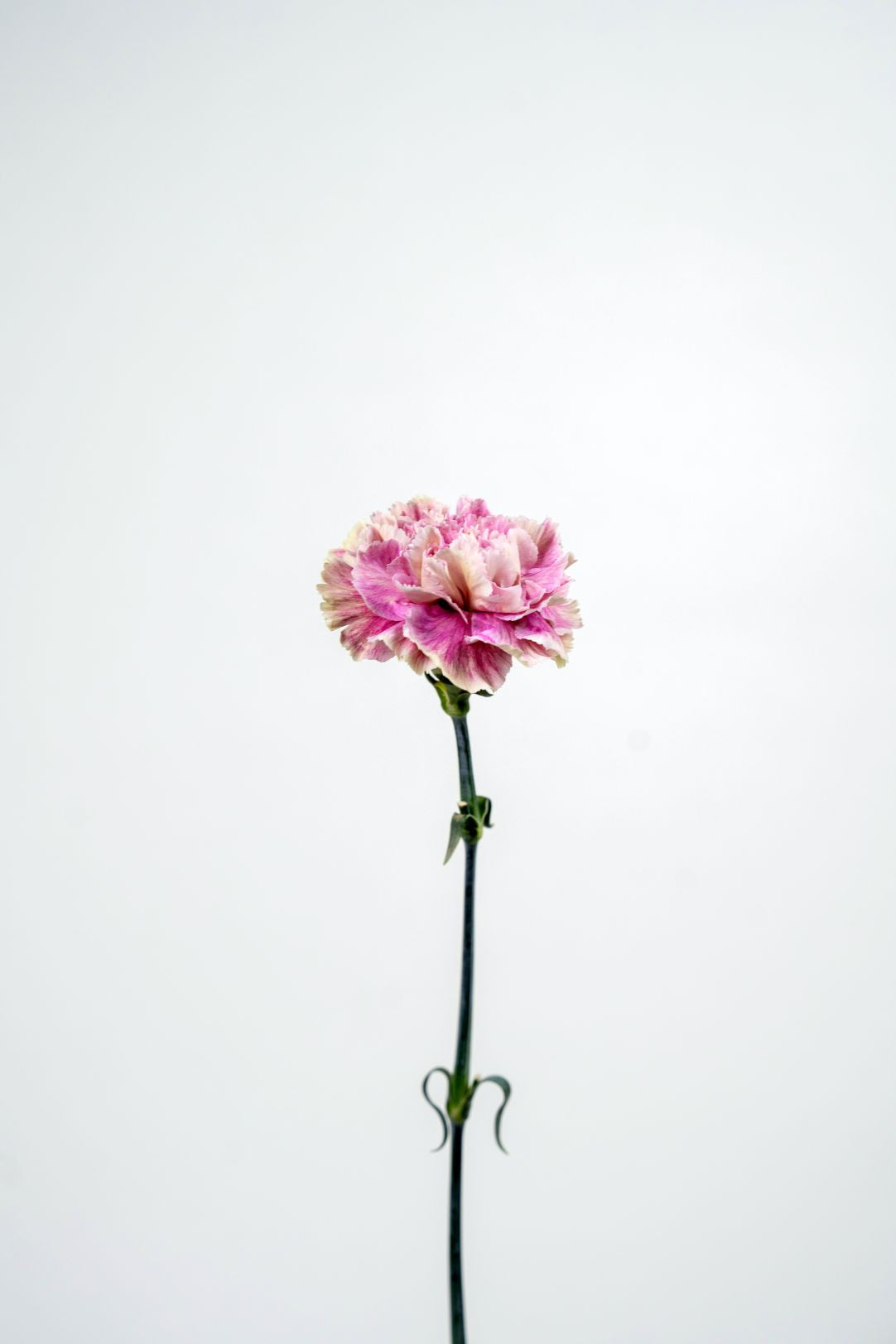 Carnation Bi-Colour Antigua