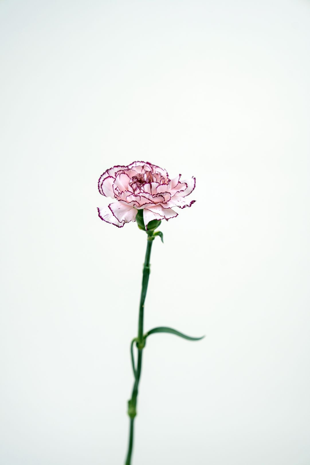 Carnation Damascus
