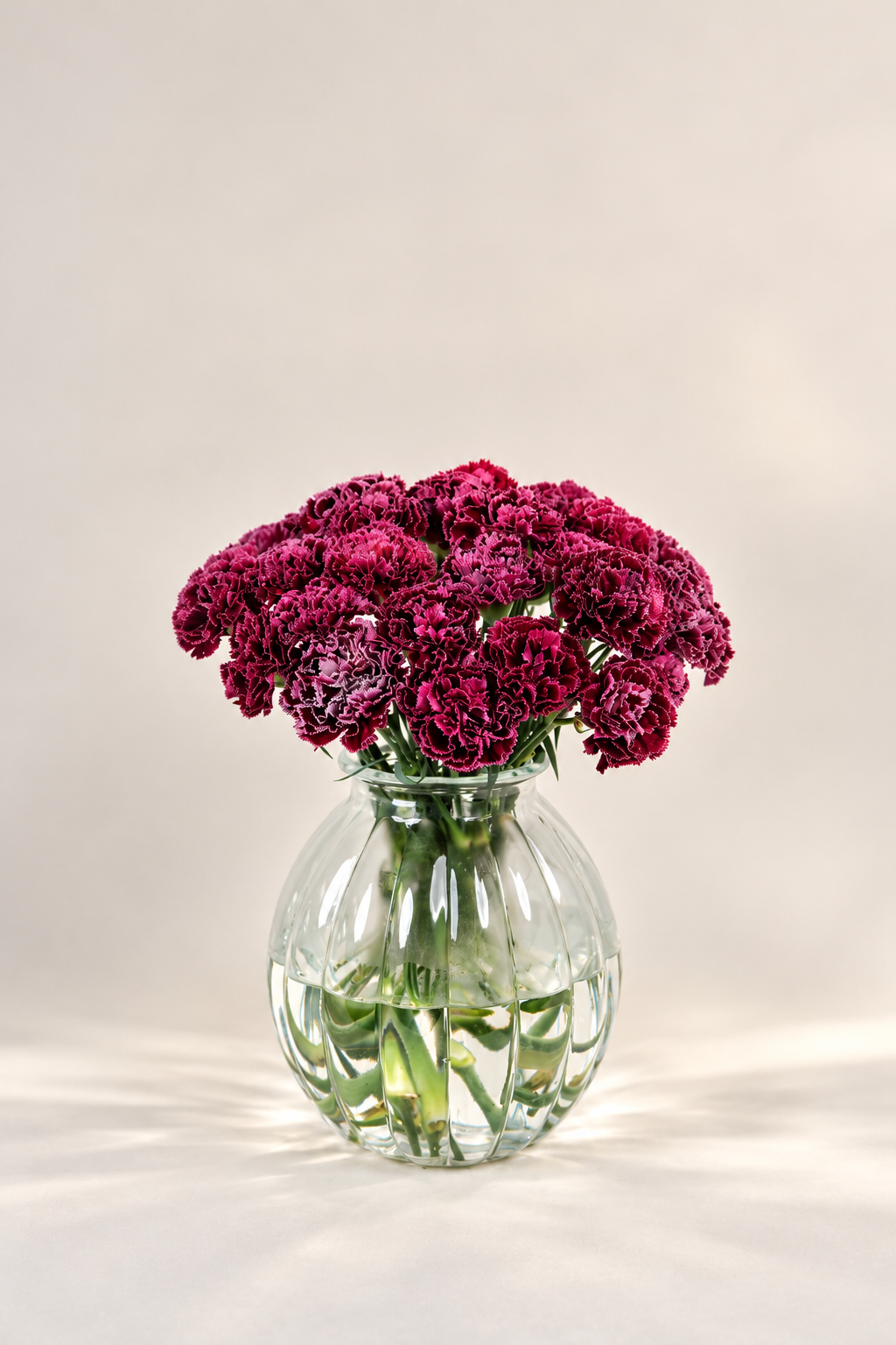 Carnation Nobbio Burgundy