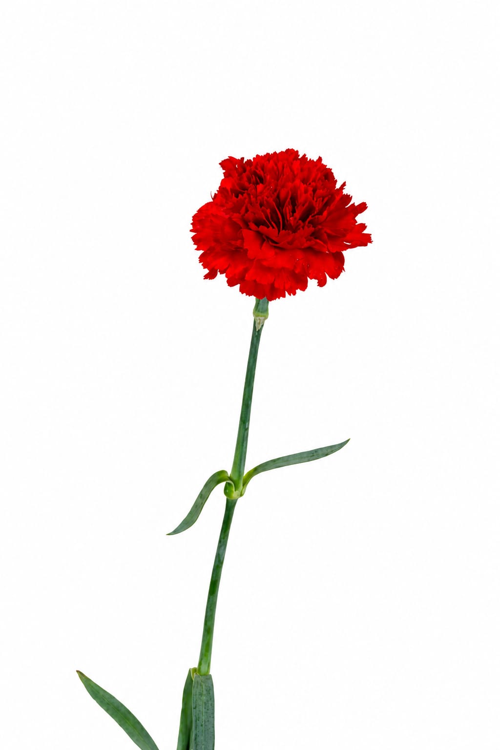 Carnation Don Pedro Red
