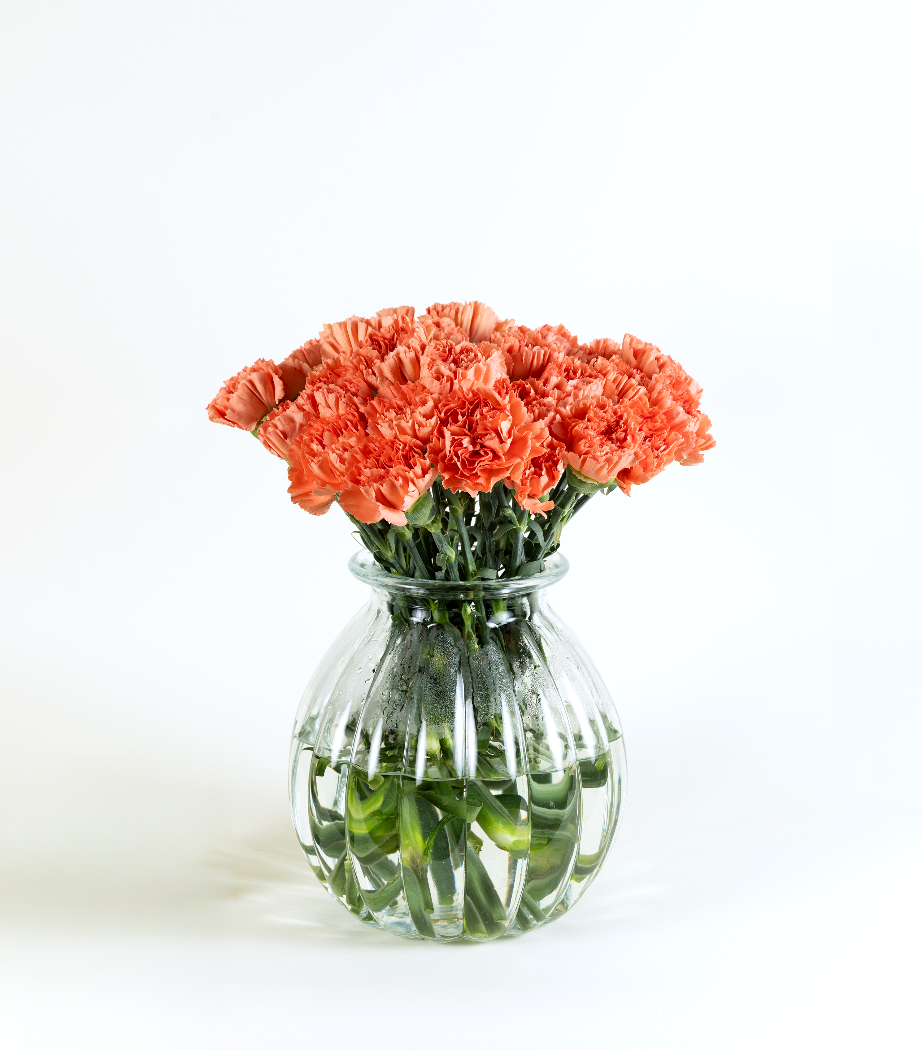 Carnation Orange Tamarind