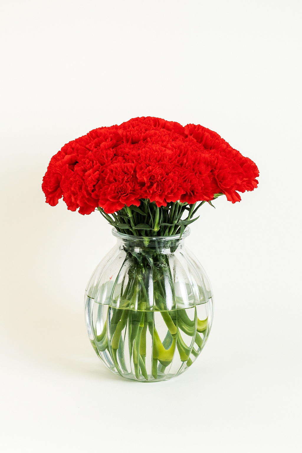 Carnation Don Pedro Red