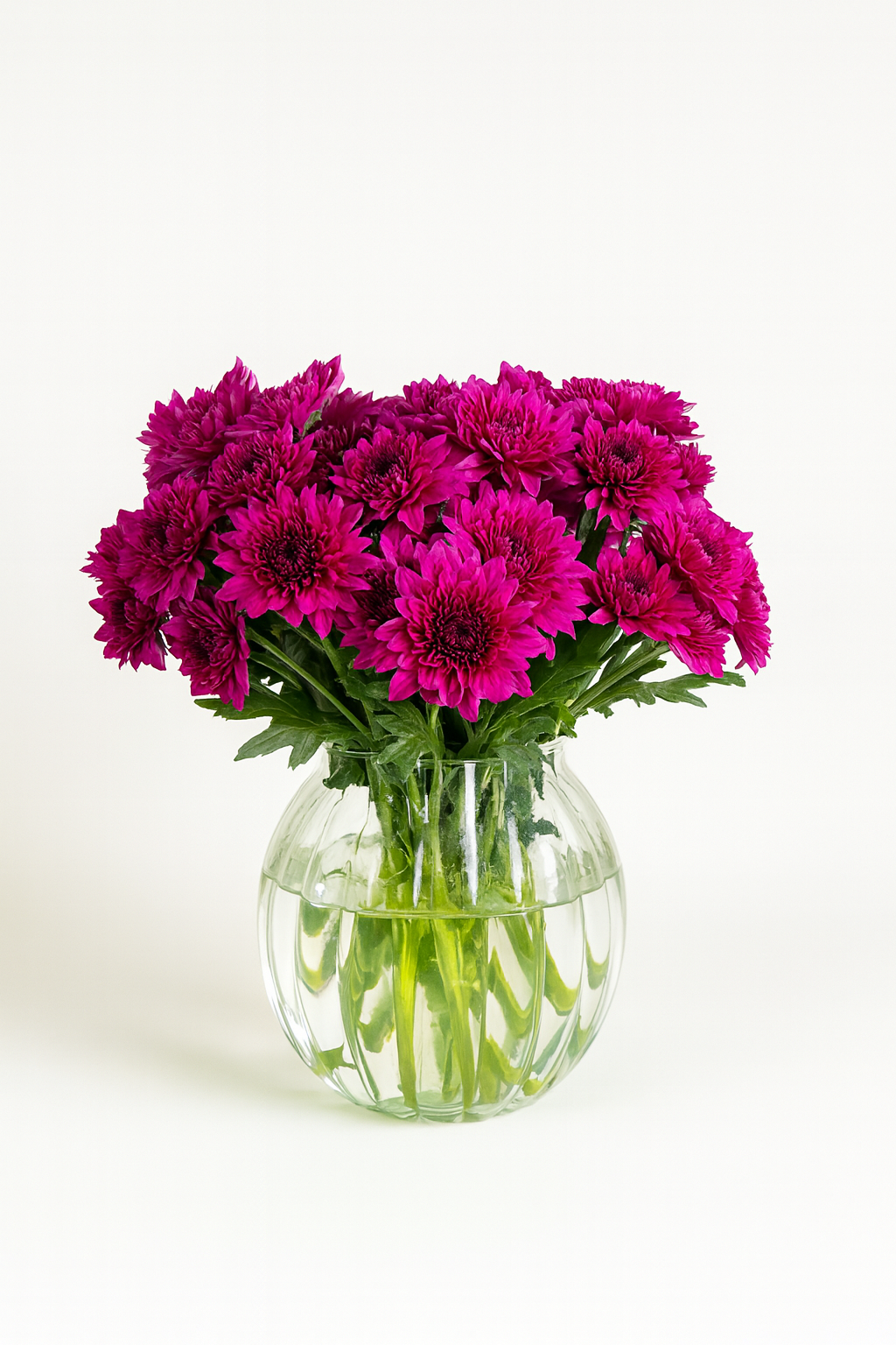 Chrysanthemum Lamira Purple
