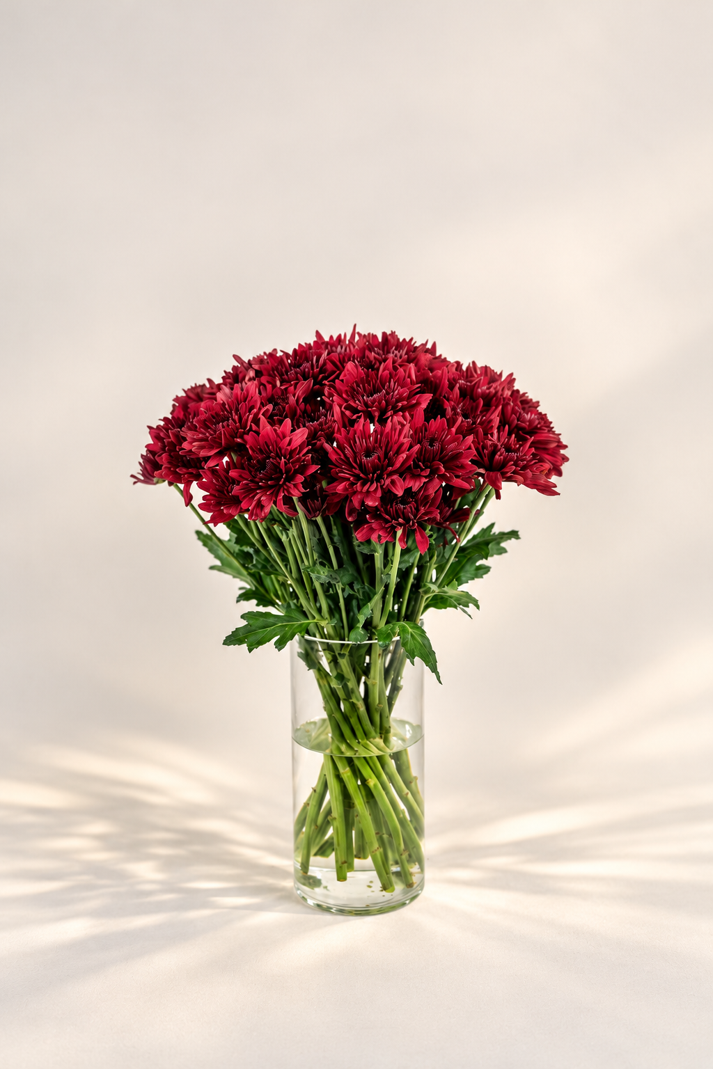 Chrysanthemum Lamira Red