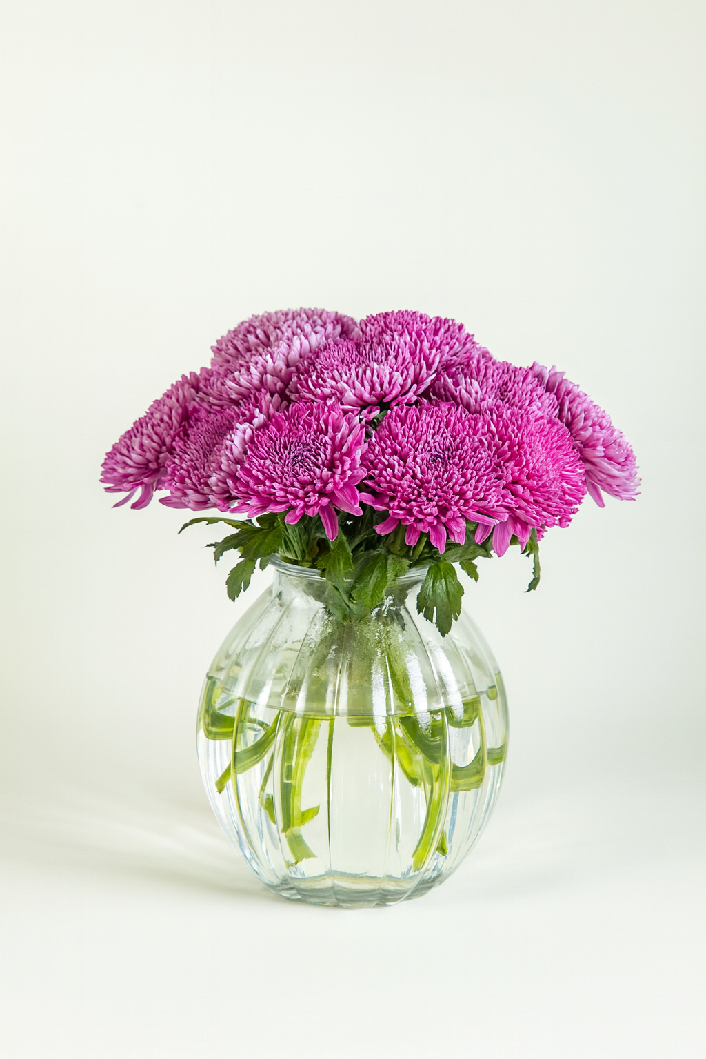 Chrysanthemum Magnum Purple