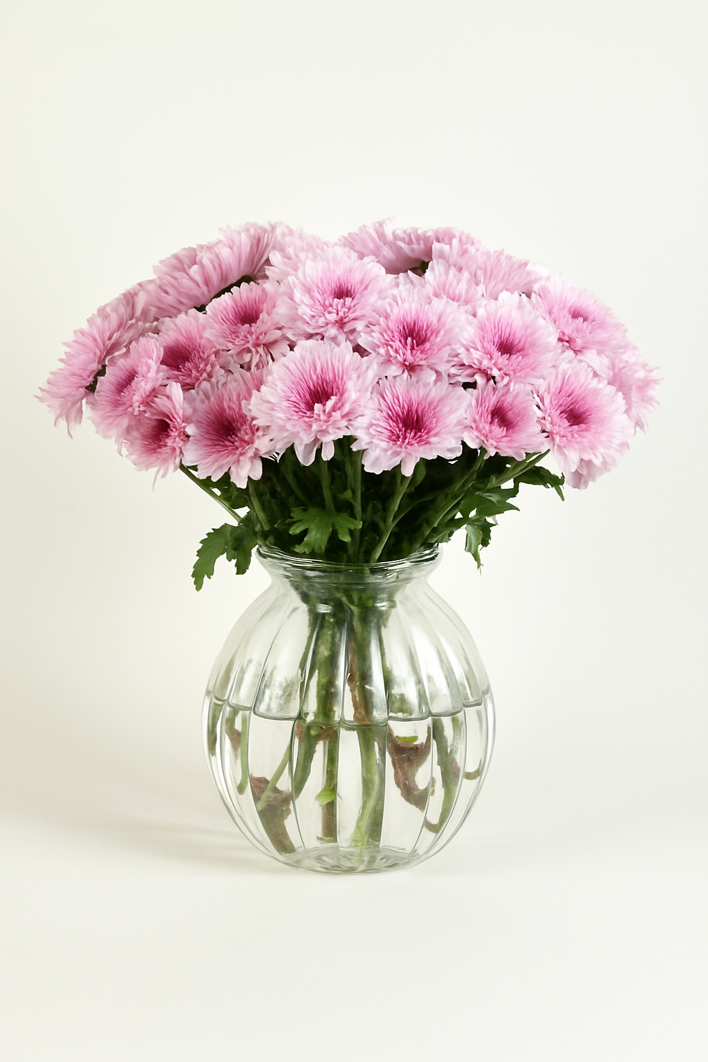 Chrysanthemum Pink