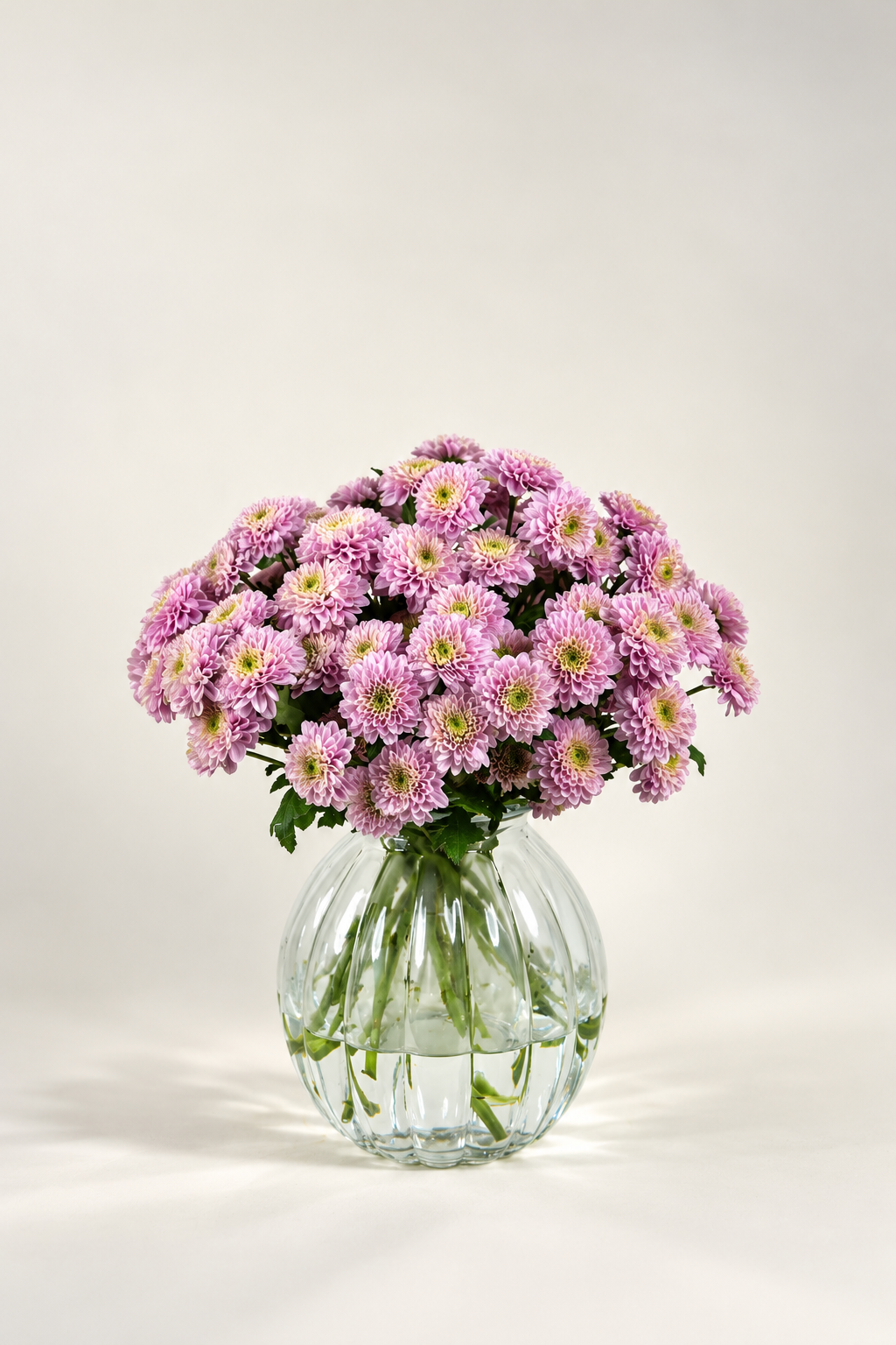 Chrysanthemum Pink Lovely Jessica