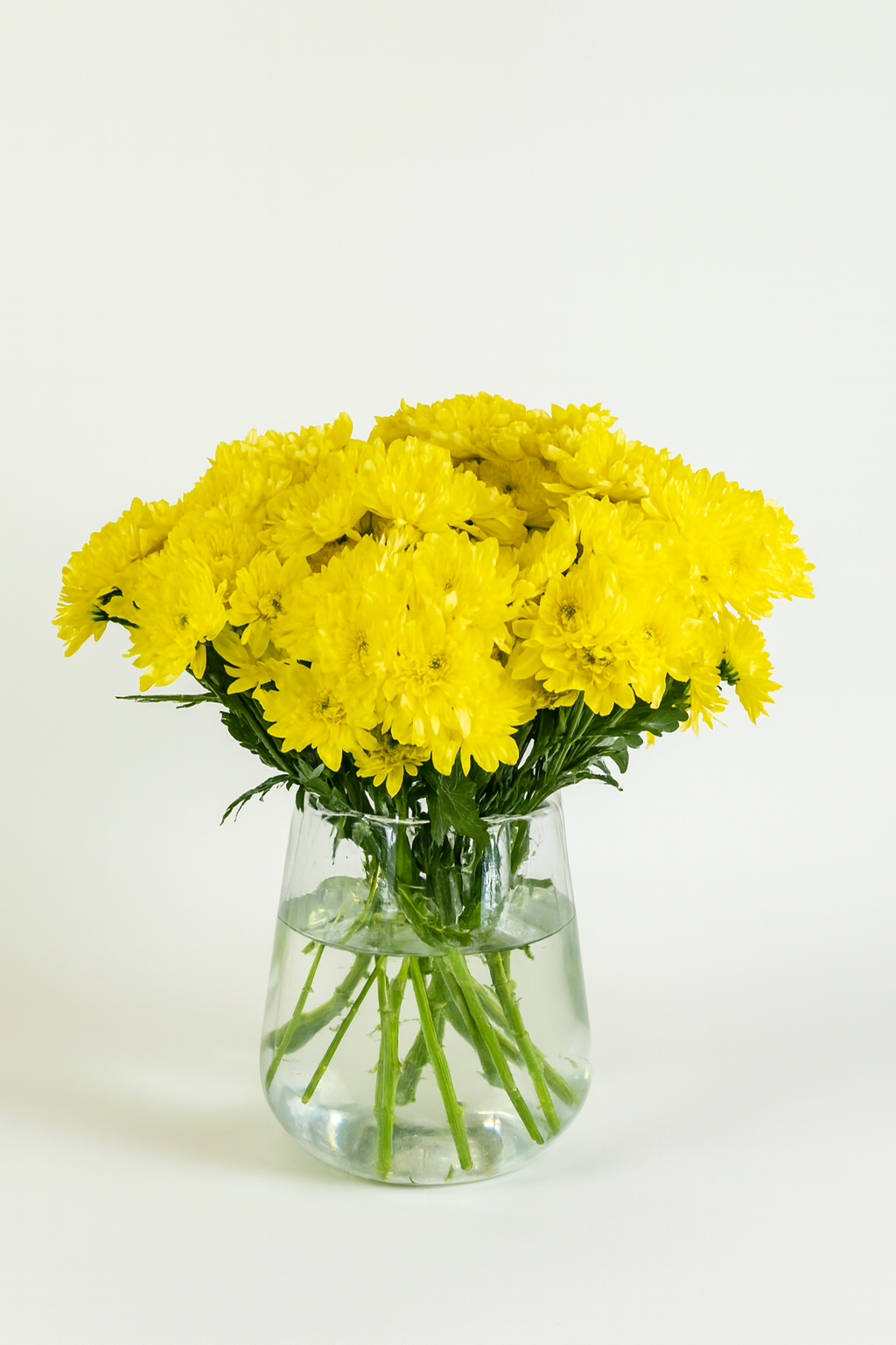 Chrysanthemum Pina Colada Yellow