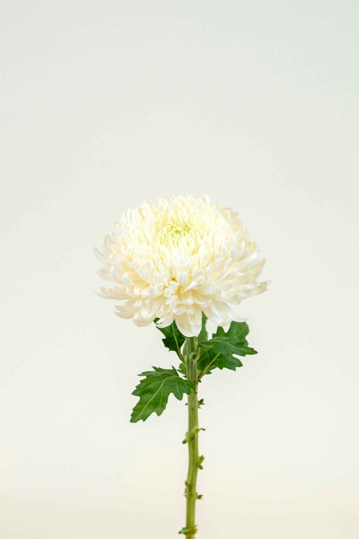 Chrysanthemum Magnum White