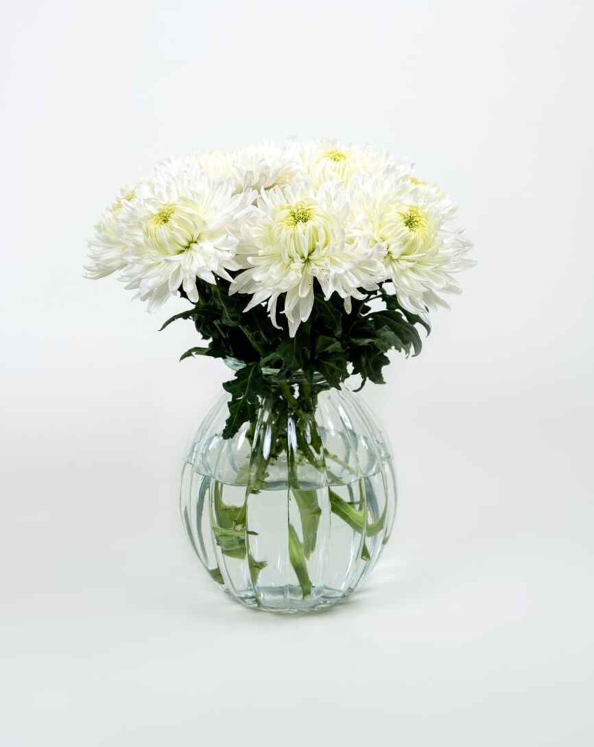 Chrysanthemum Magnum White