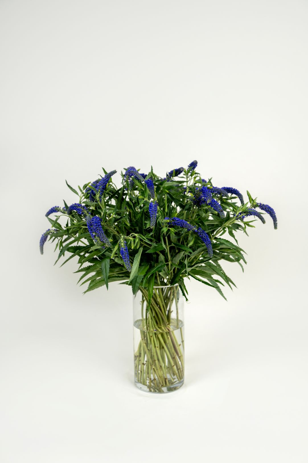 Veronica Violet Blue