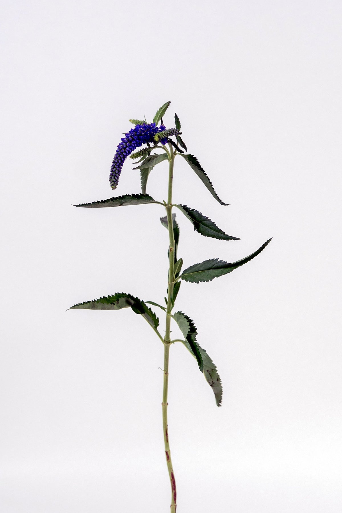 Veronica Violet Blue