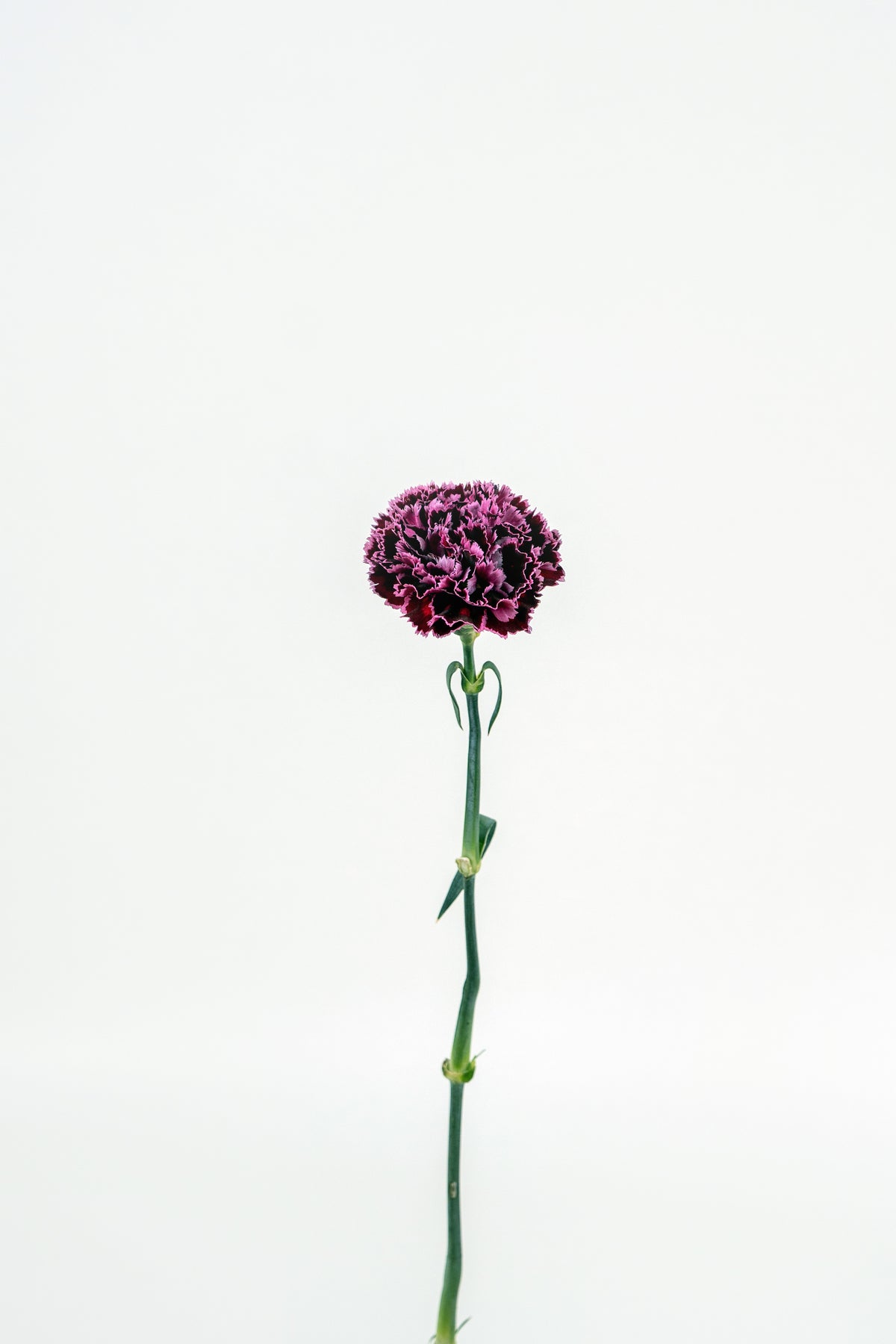 Carnation Nobbio Burgundy