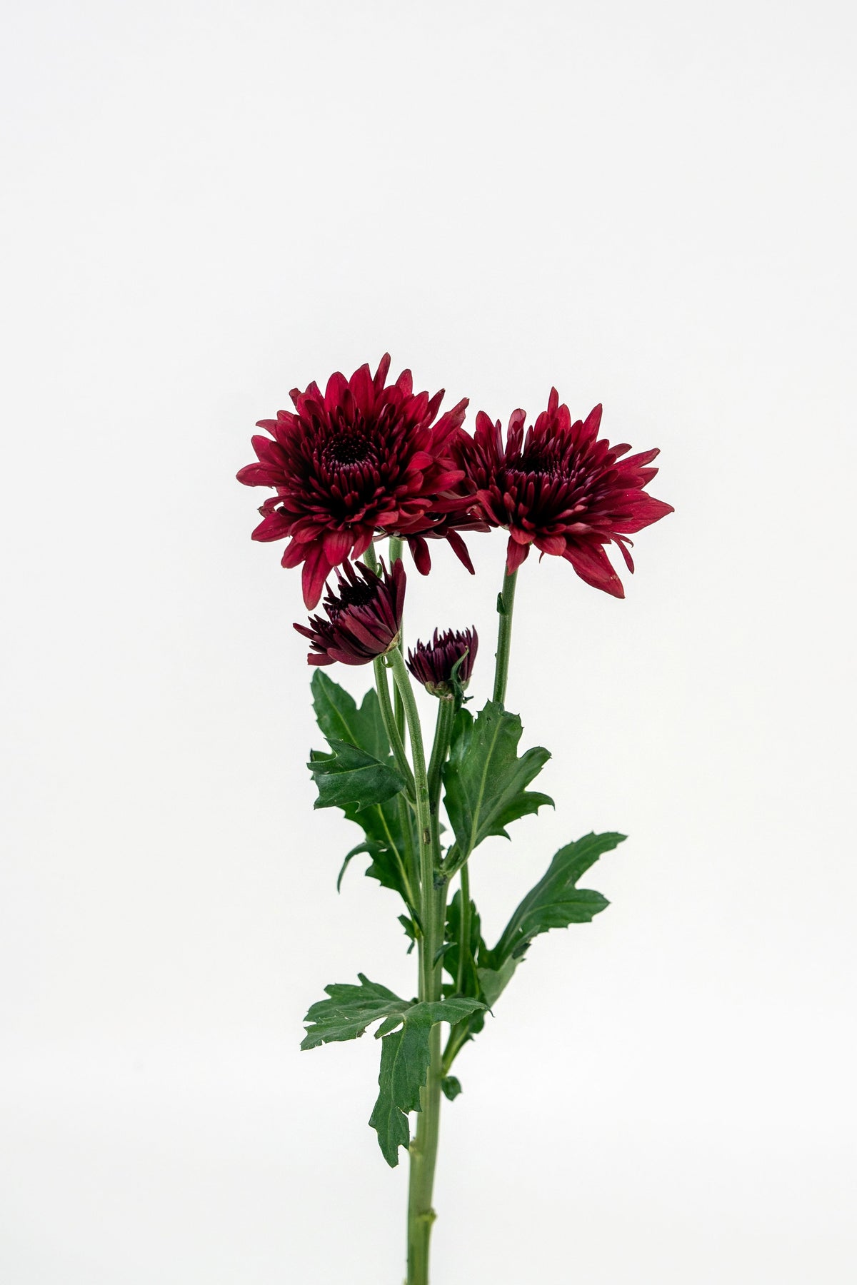 Chrysanthemum Lamira Red
