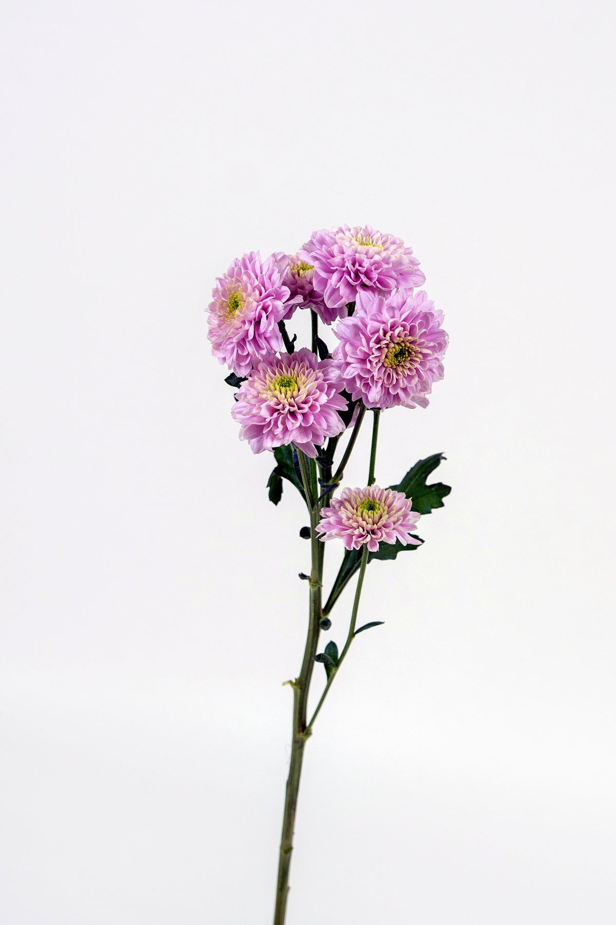 Chrysanthemum Pink Lovely Jessica
