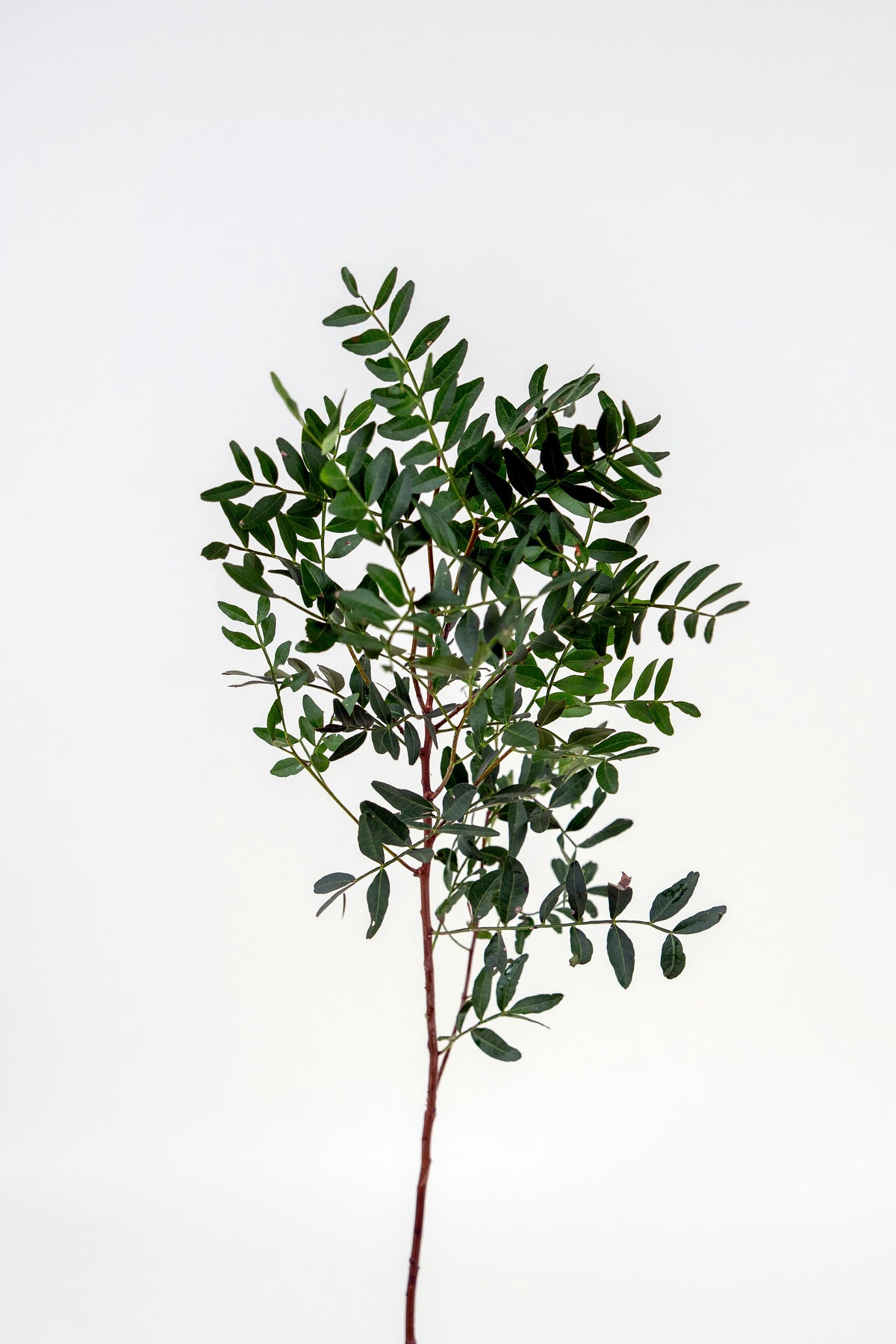 Pistachia Leaves