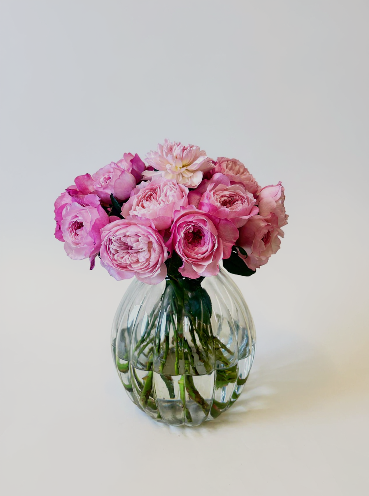 David Austin Constance