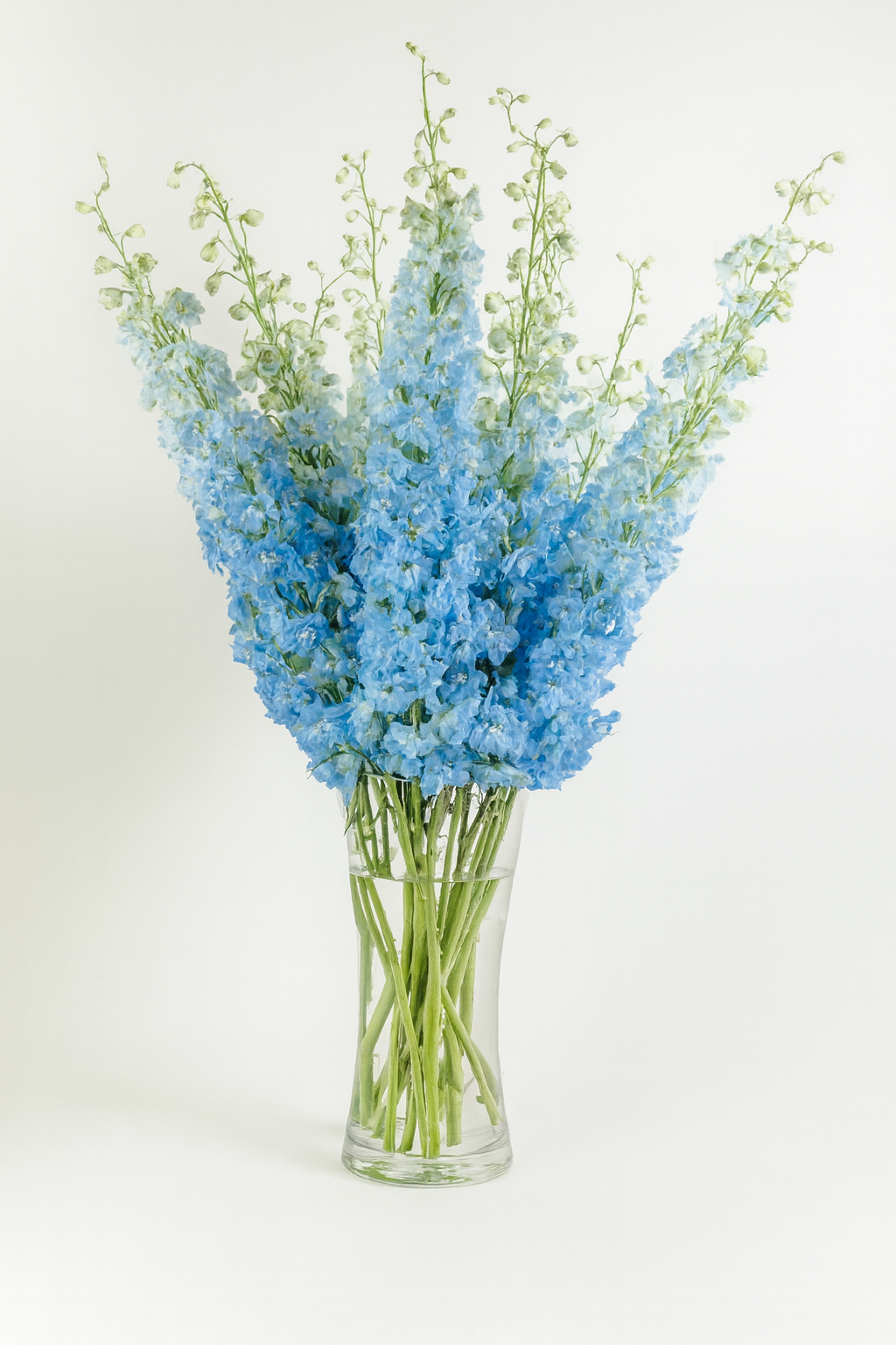 Delphinium Blue Boy