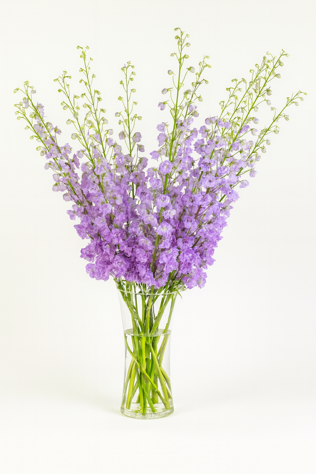 Delphinium Magenta Mojo