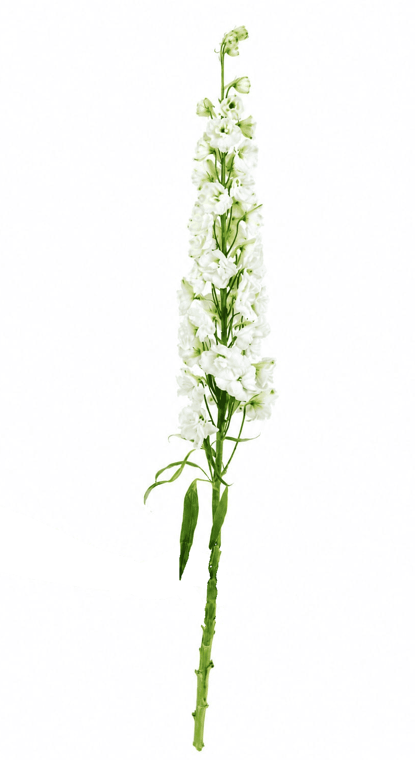 Delphinium Snow White