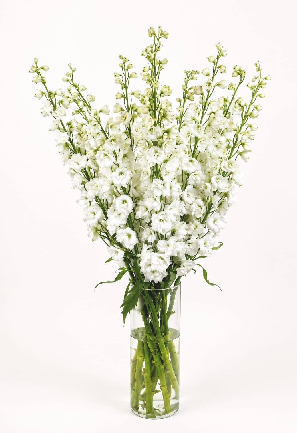 Delphinium Snow White