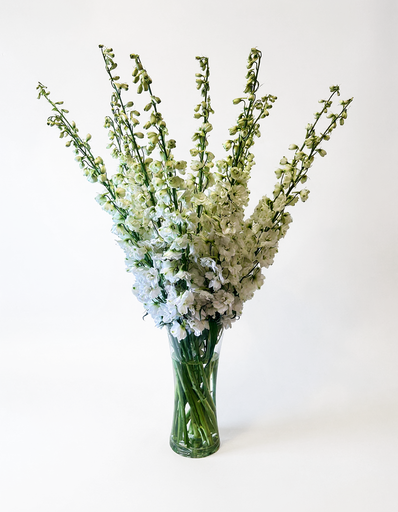 Delphinium Snow White