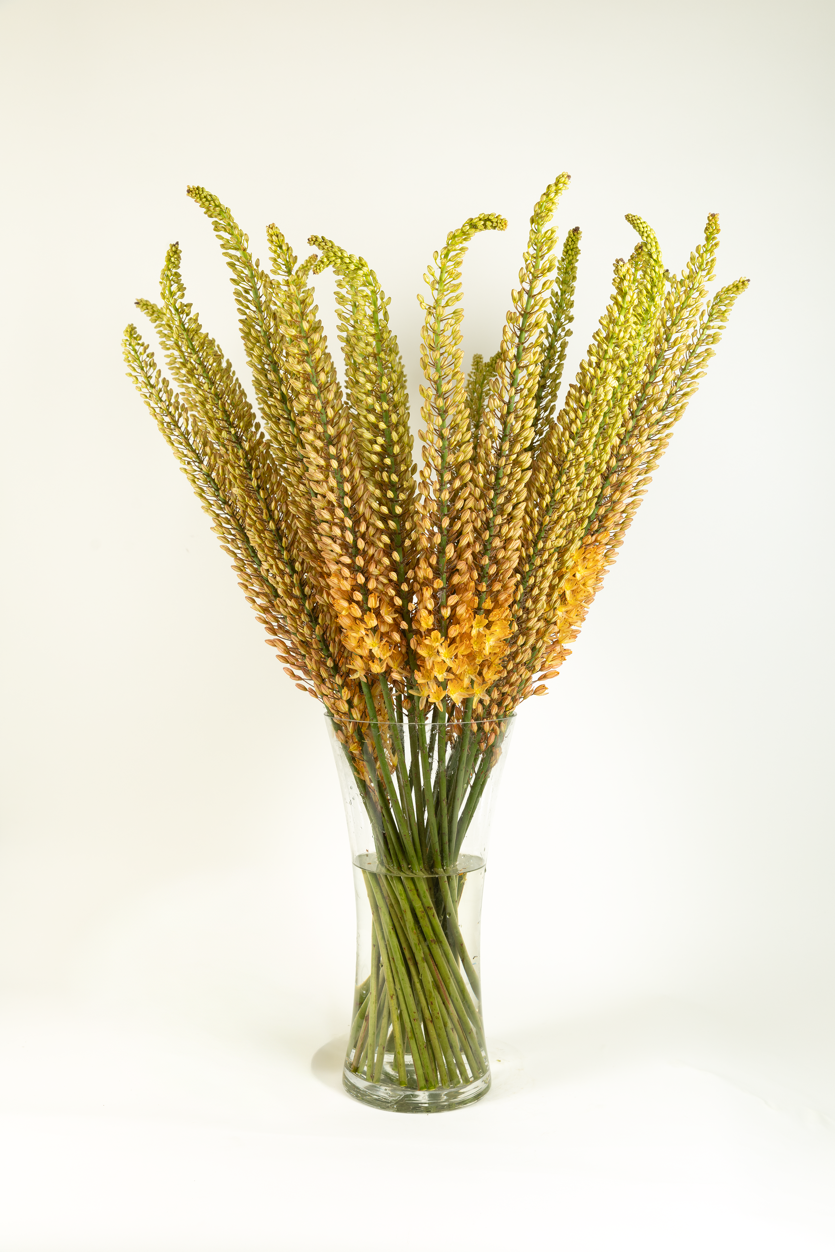 Eremurus Yellow Cleopatra